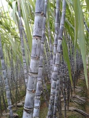 ��Ƥ����